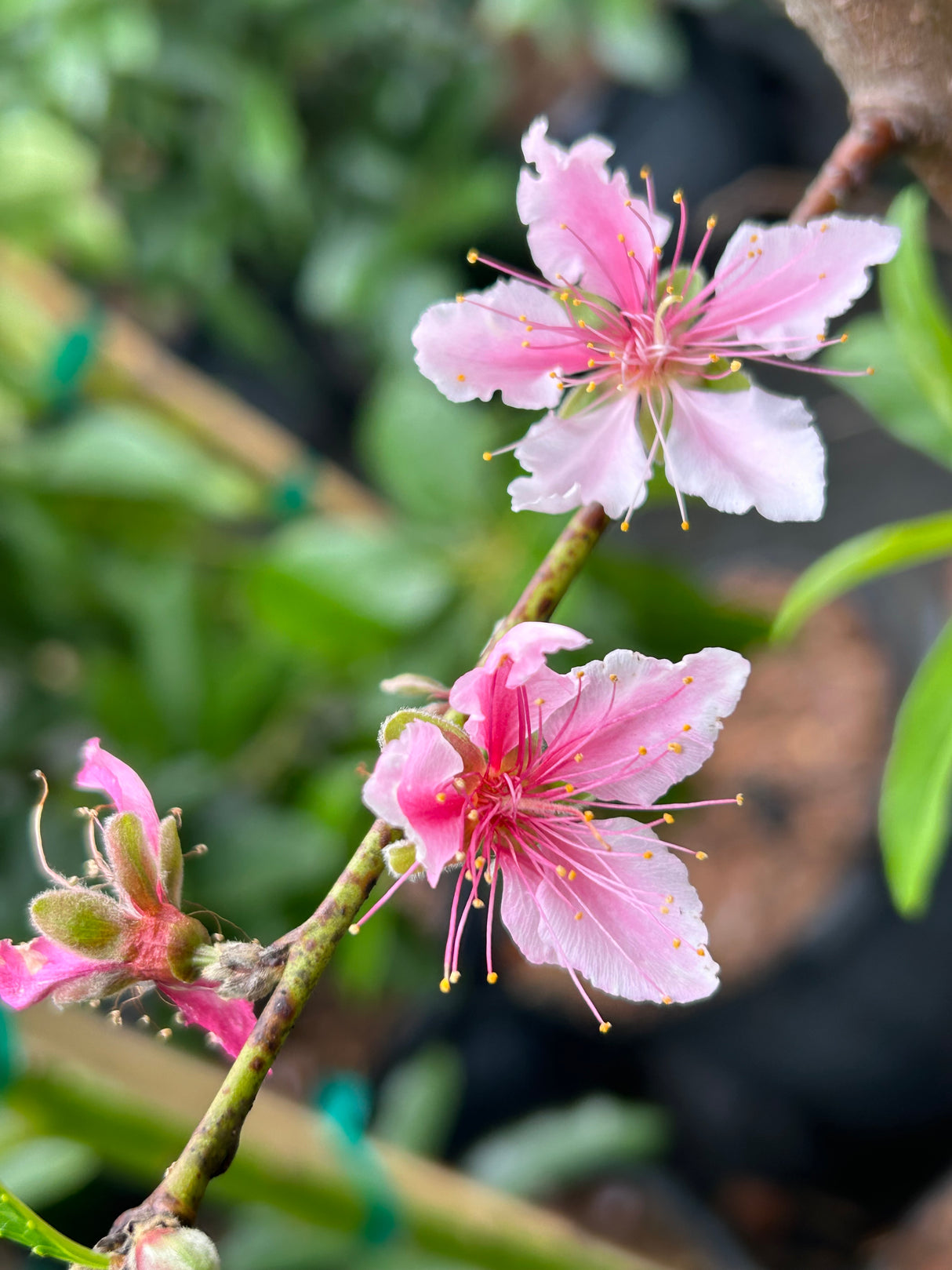 Peach Tree ‘Tropic Beauty’