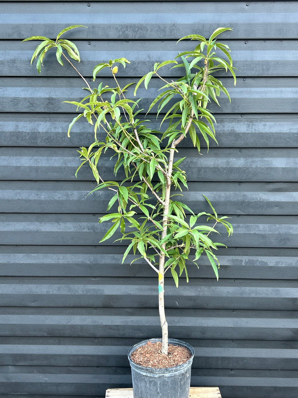 Peach Tree ‘Tropic Beauty’