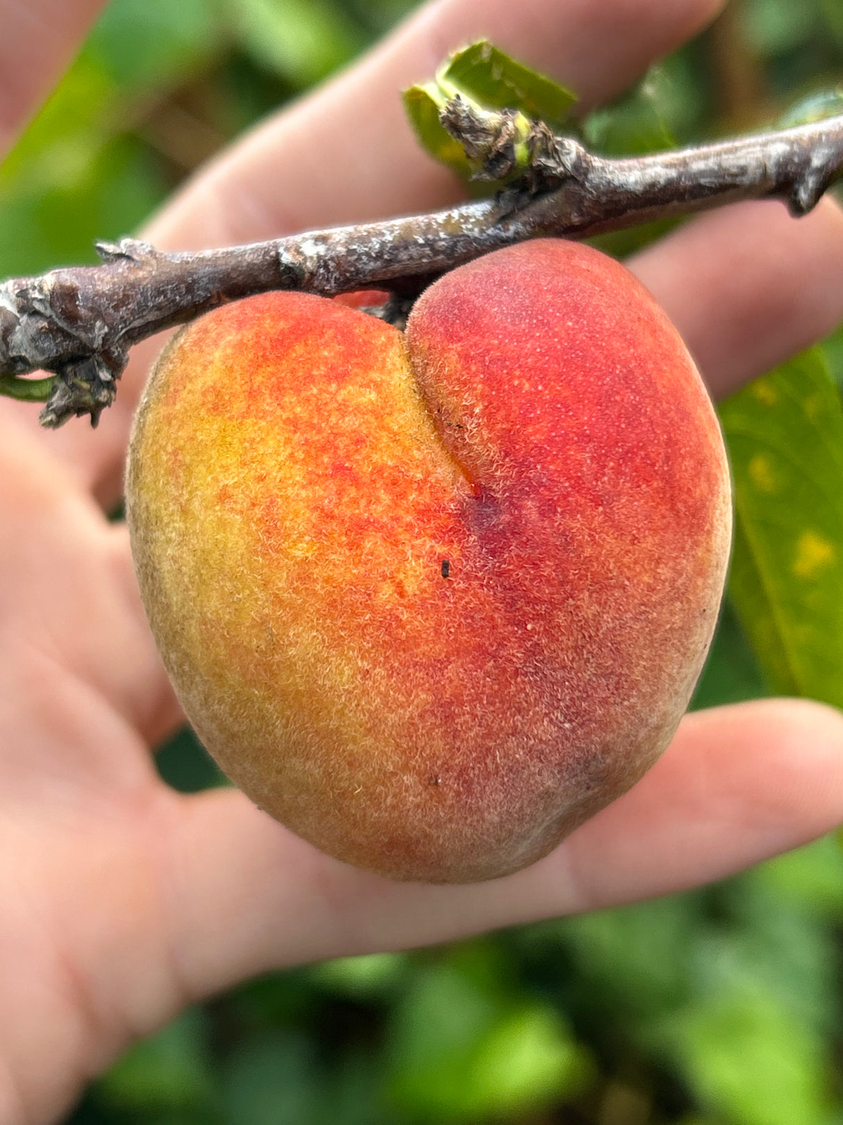 Peach Tree ‘Tropic Sweet’