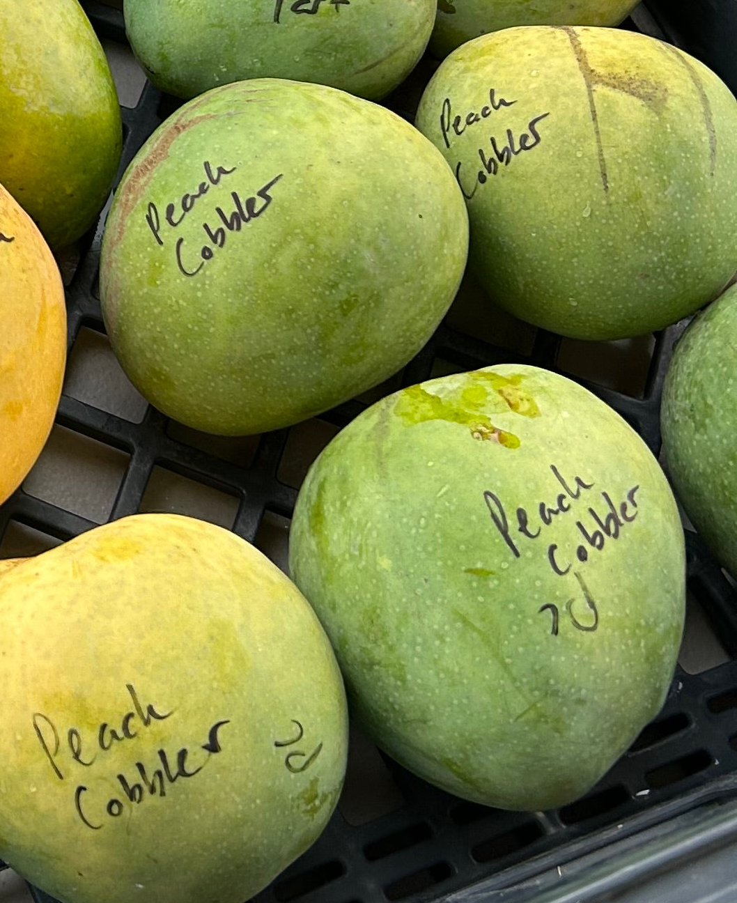Mango Tree ‘Peach Cobbler’