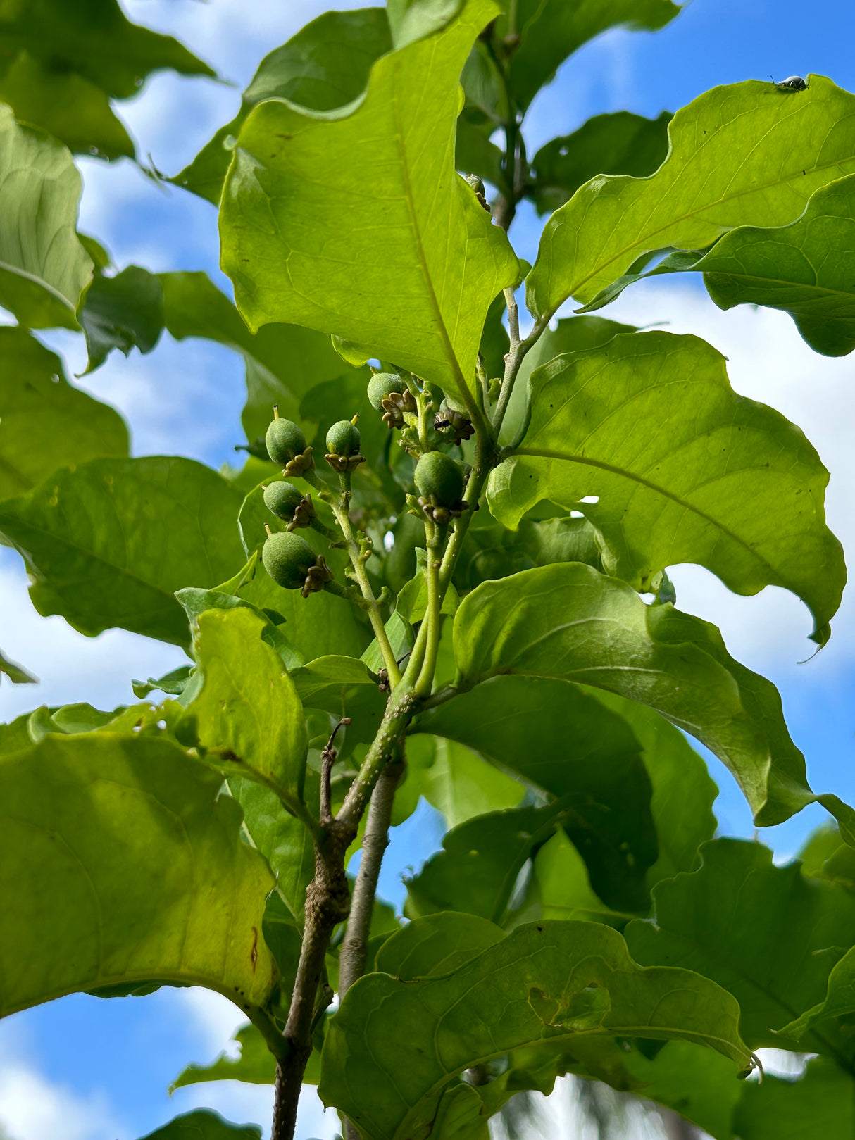 Peanut Butter Fruit Tree