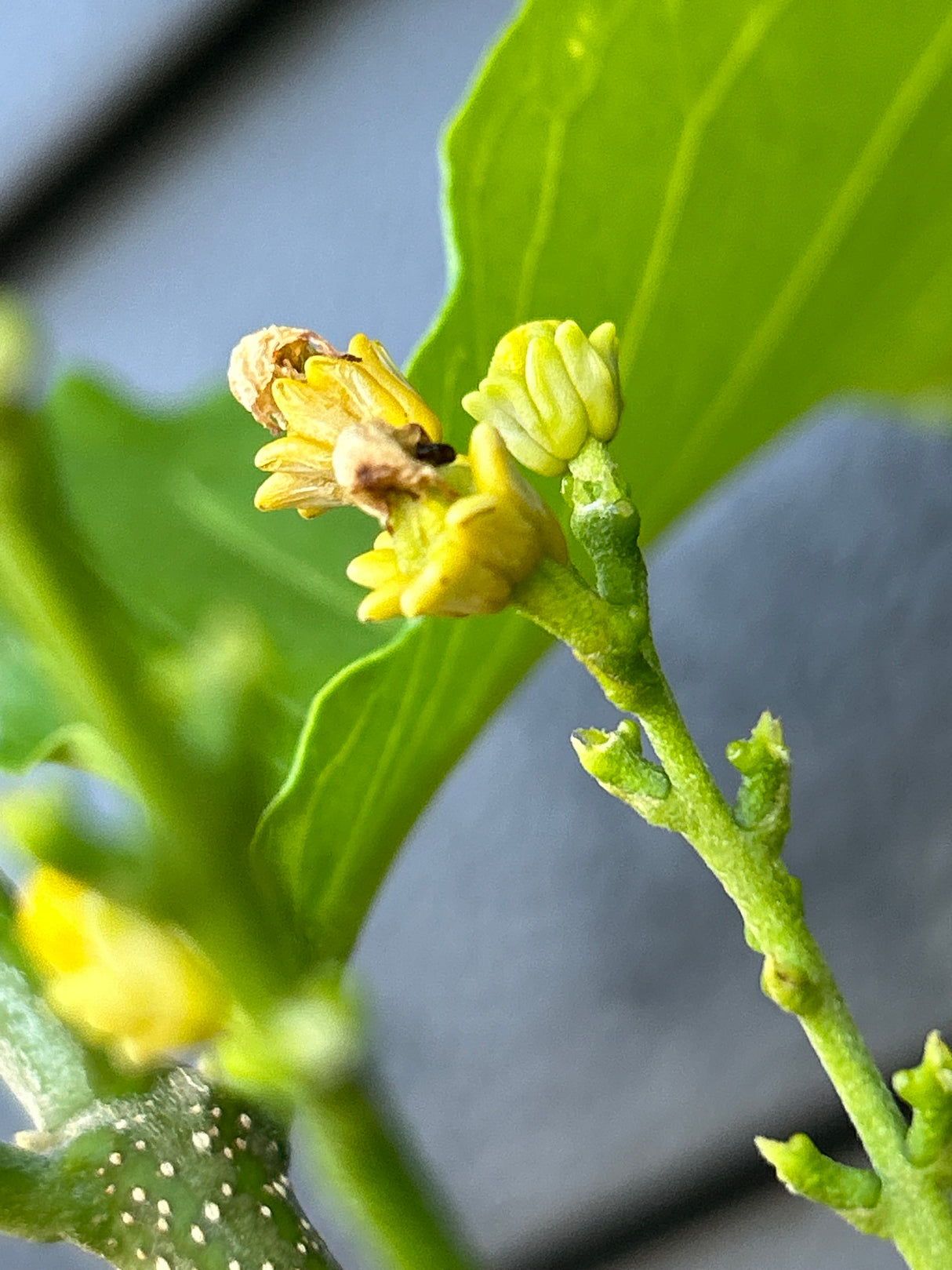 Peanut Butter Fruit Tree