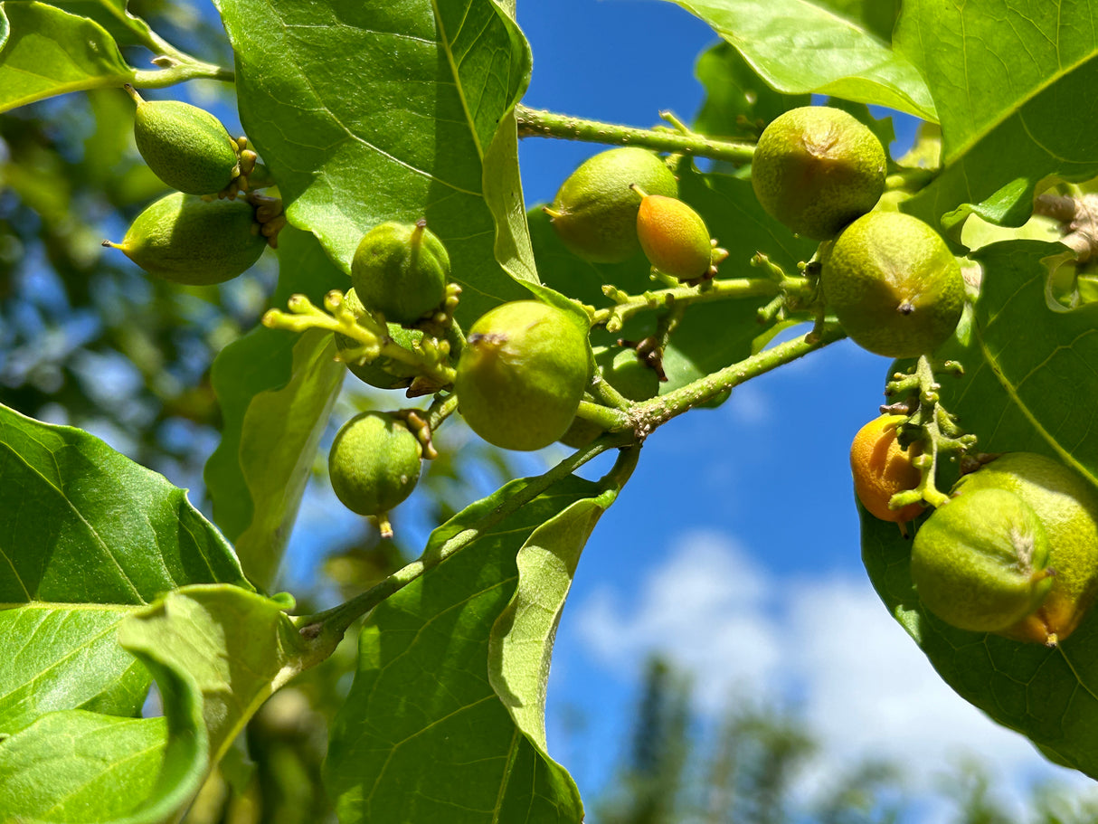 Peanut Butter Fruit Tree