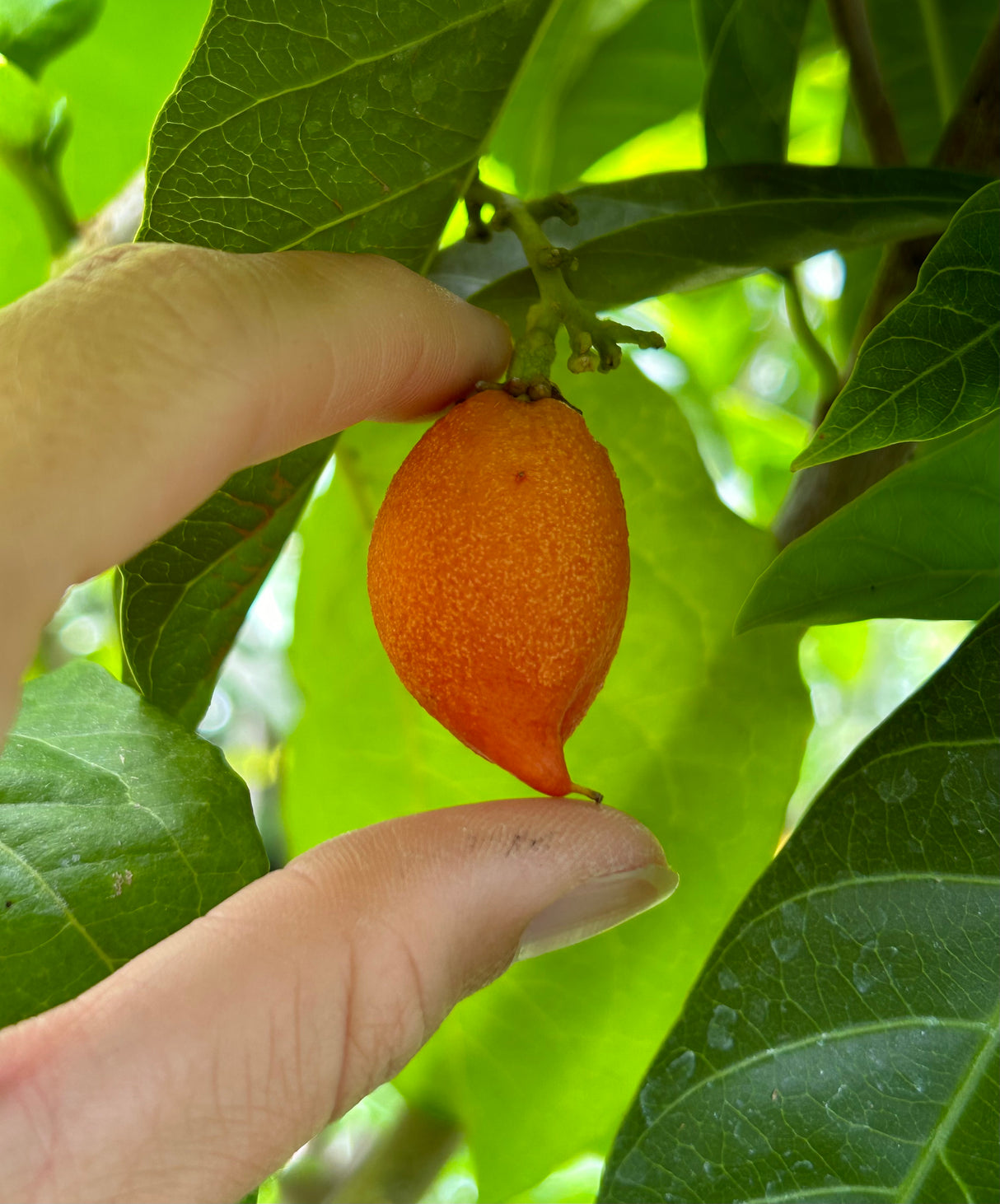 Peanut Butter Fruit Tree