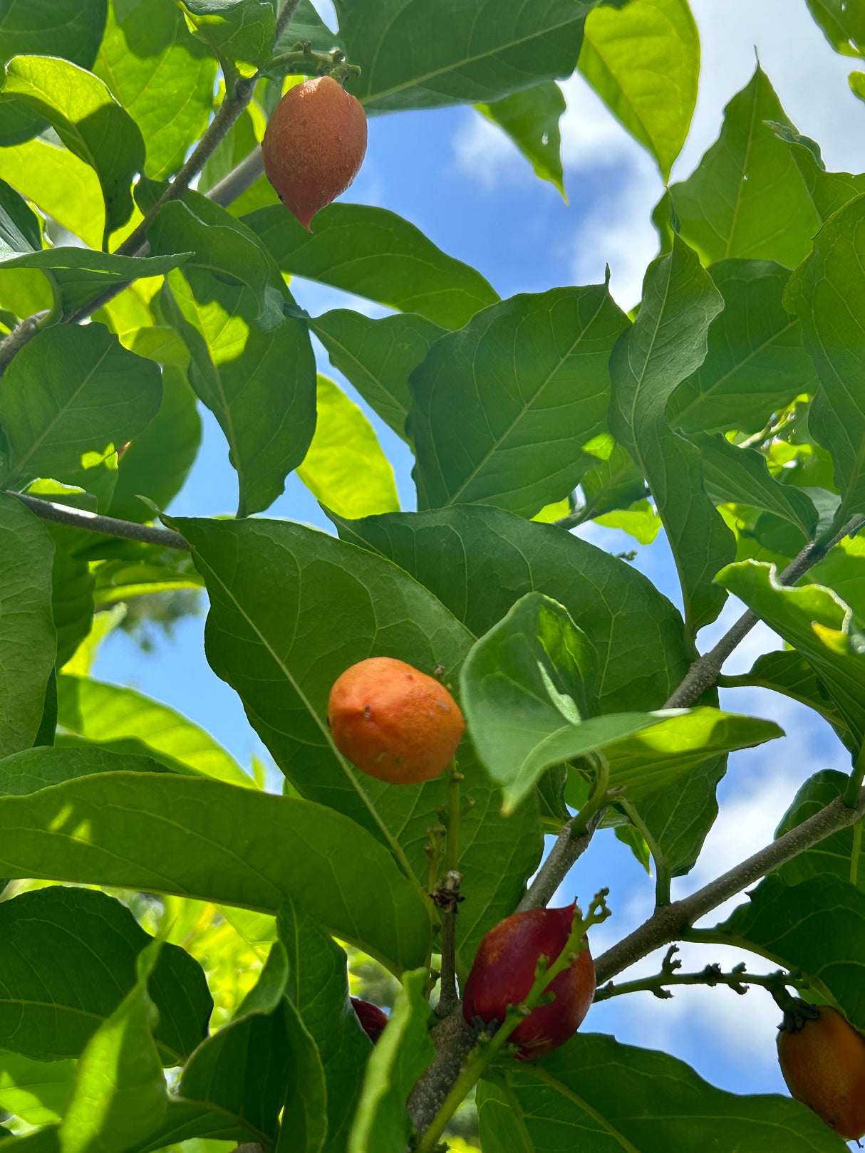 Peanut Butter Fruit Tree