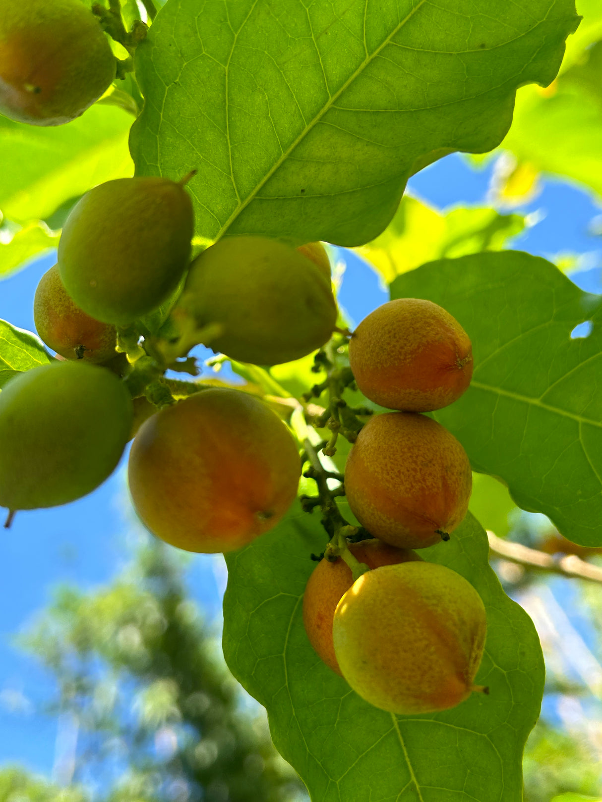 Peanut Butter Fruit Tree