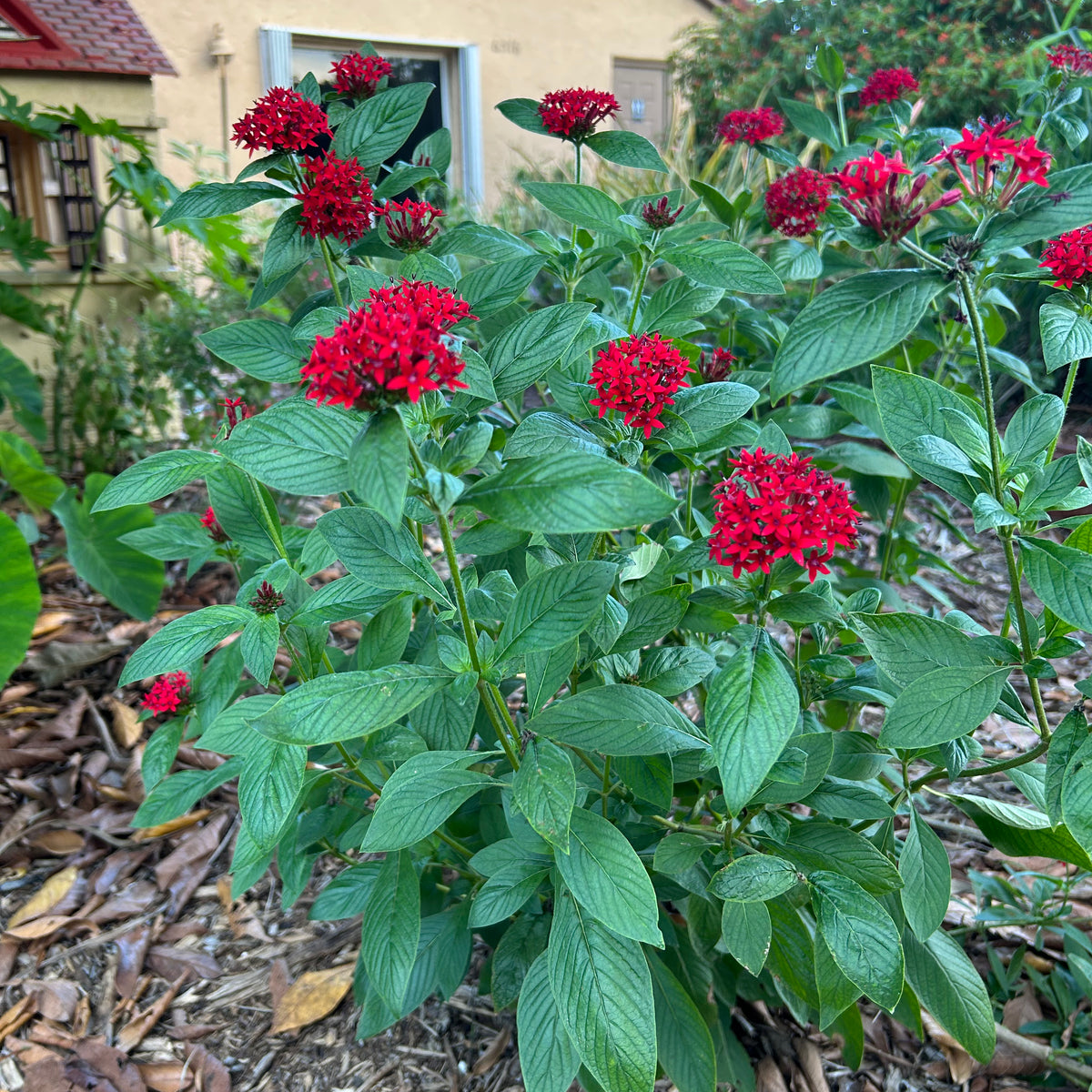 penta plants in pots Red Pentas Plant – Incredible Edible Landscapes