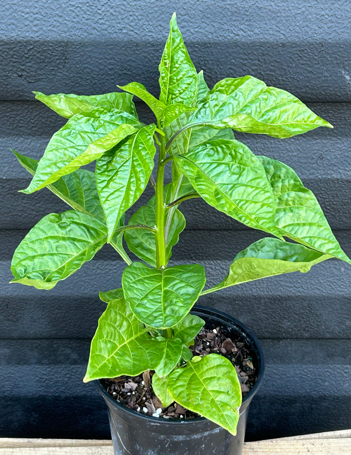 Scotch Bonnet Pepper