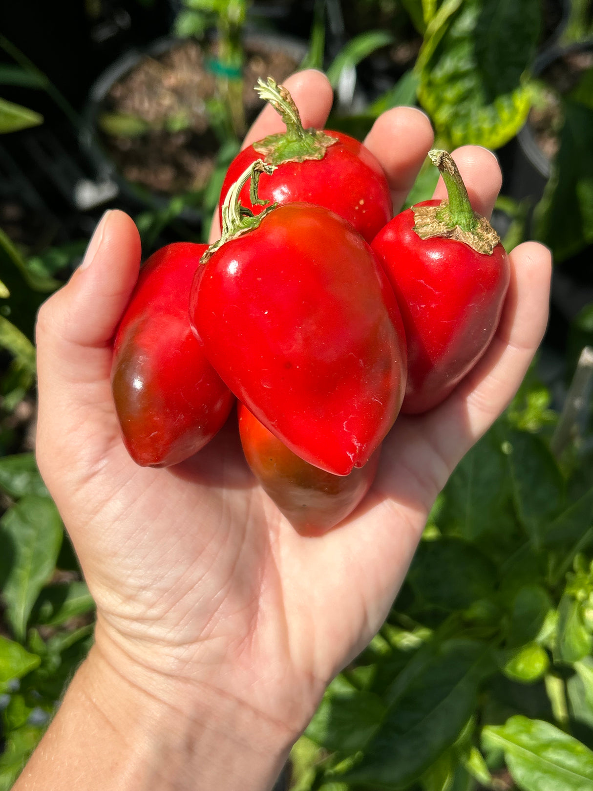 Pepper Plant - 6 inch pot