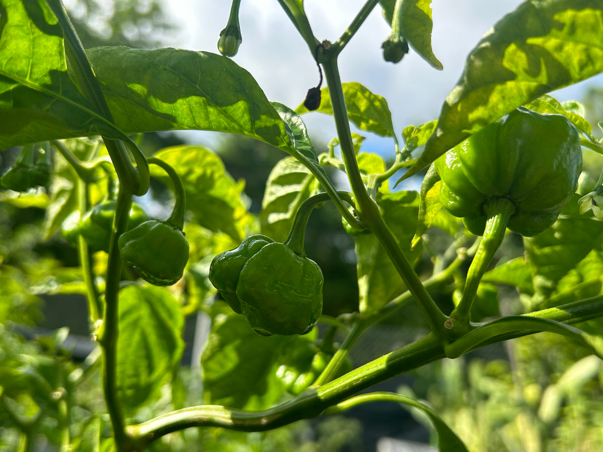 Pepper Plant - 6 inch pot