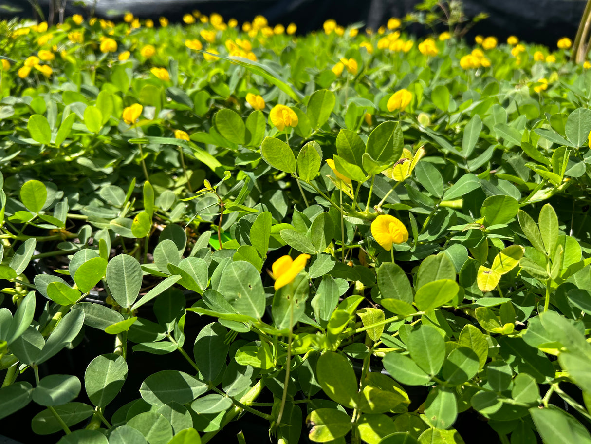 Perennial Peanut Plant