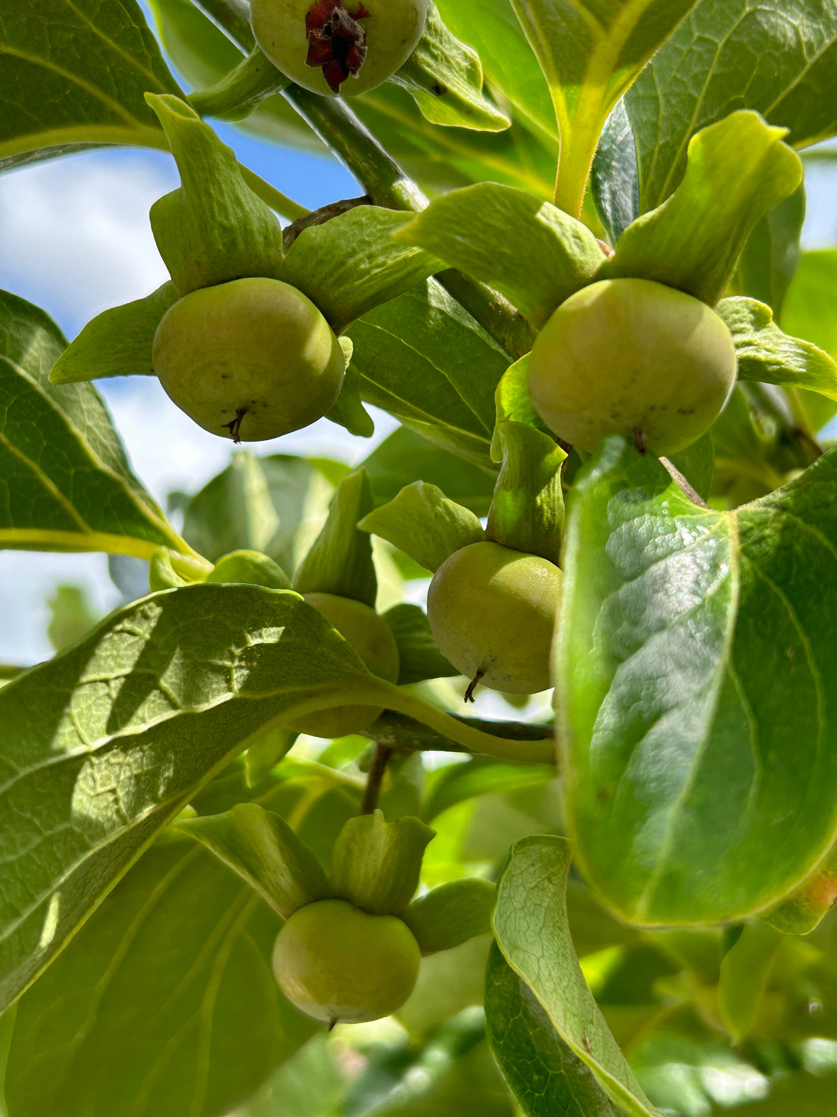 Persimmon Tree ‘Hudson’
