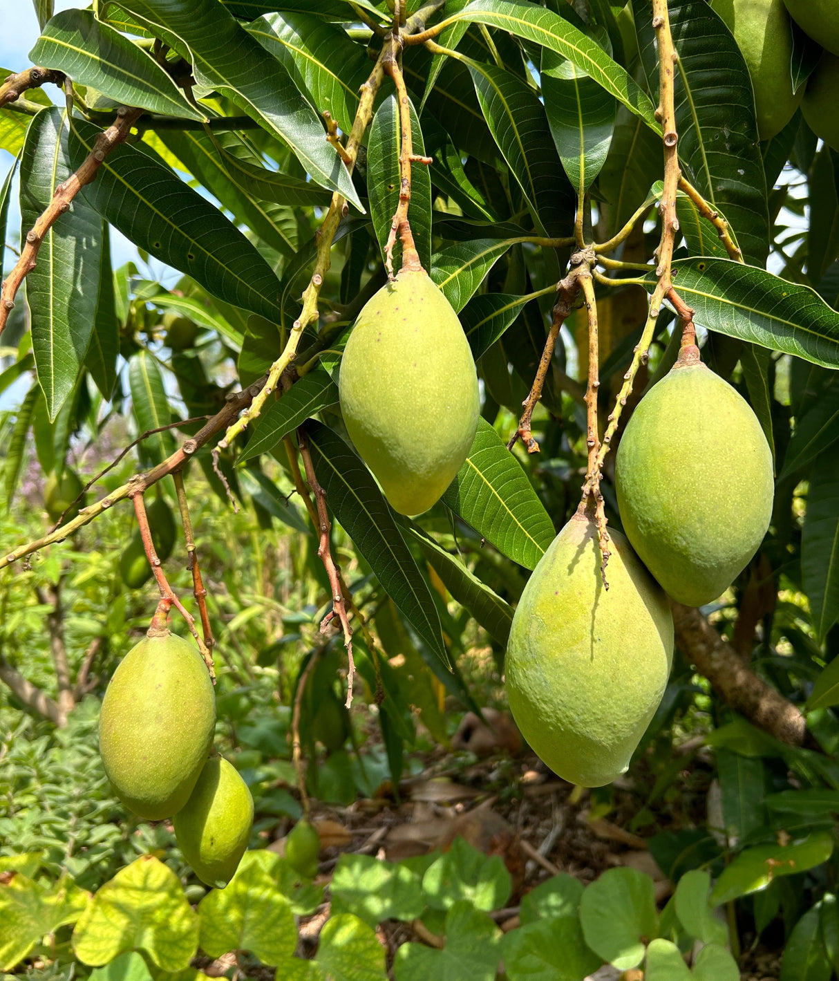 Mango Tree ‘Pickering’