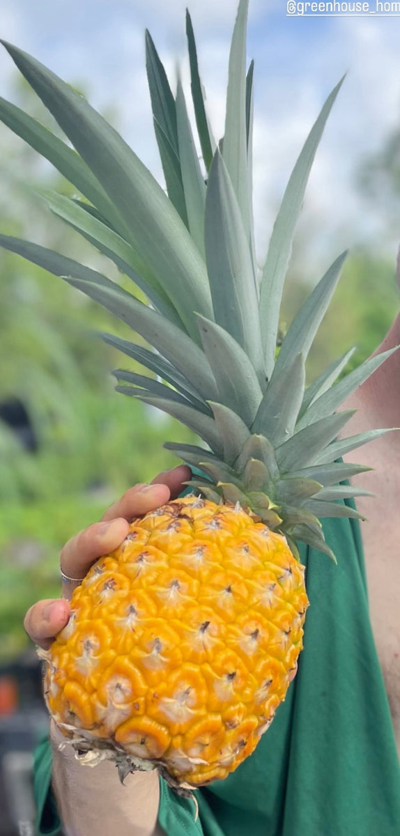 gold pineapple plant care Pineapple 'Elite Gold' – Incredible Edible Landscapes