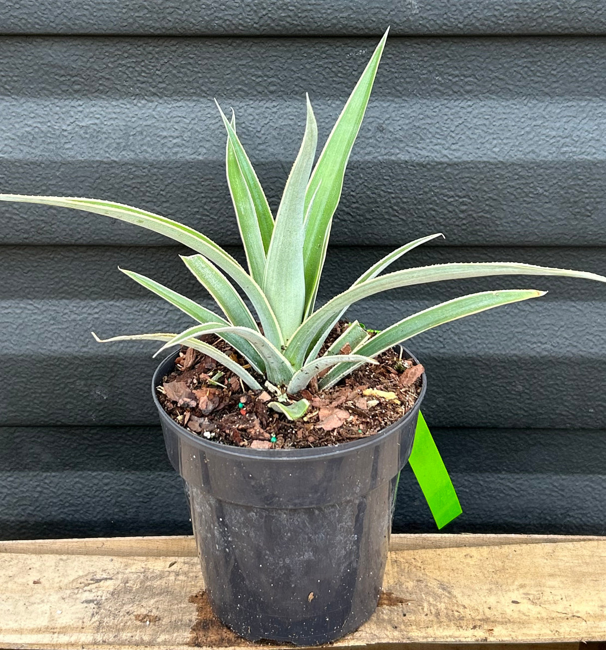 Pineapple Plant ‘Juicy'