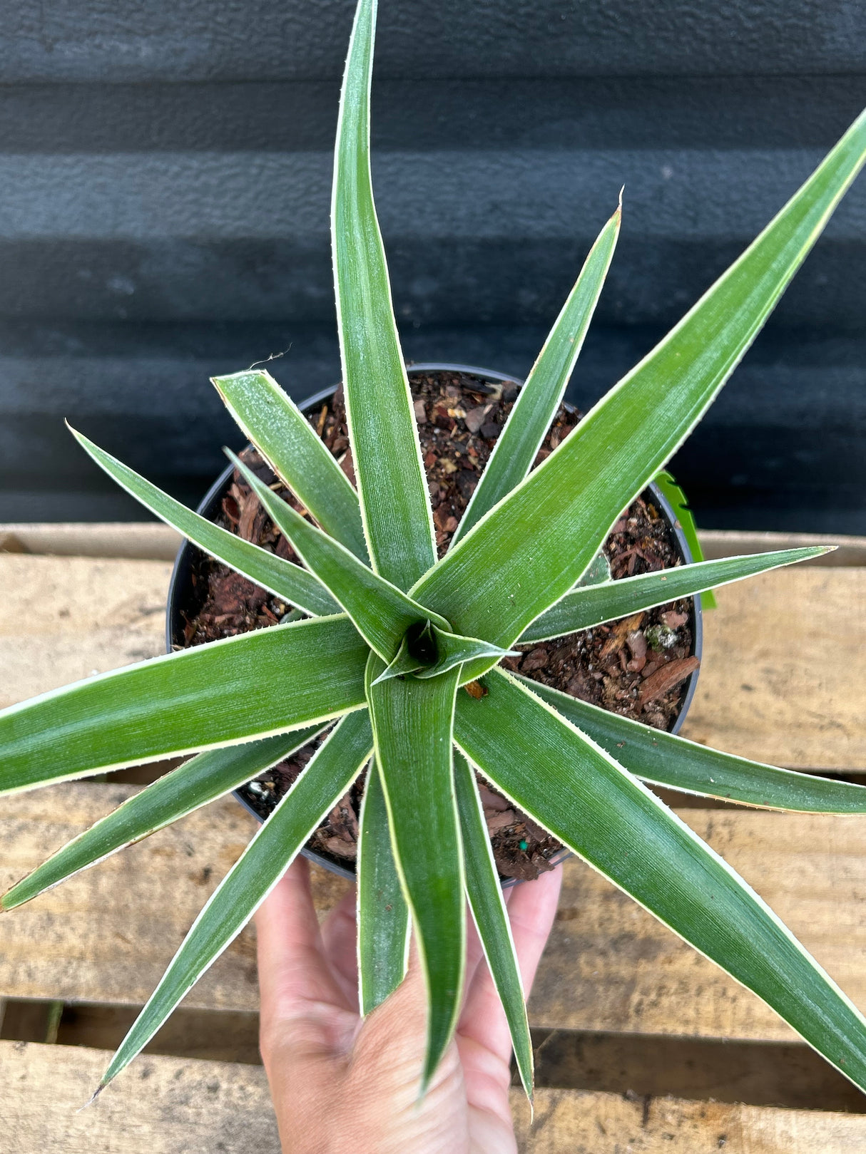 Pineapple Plant ‘Juicy'