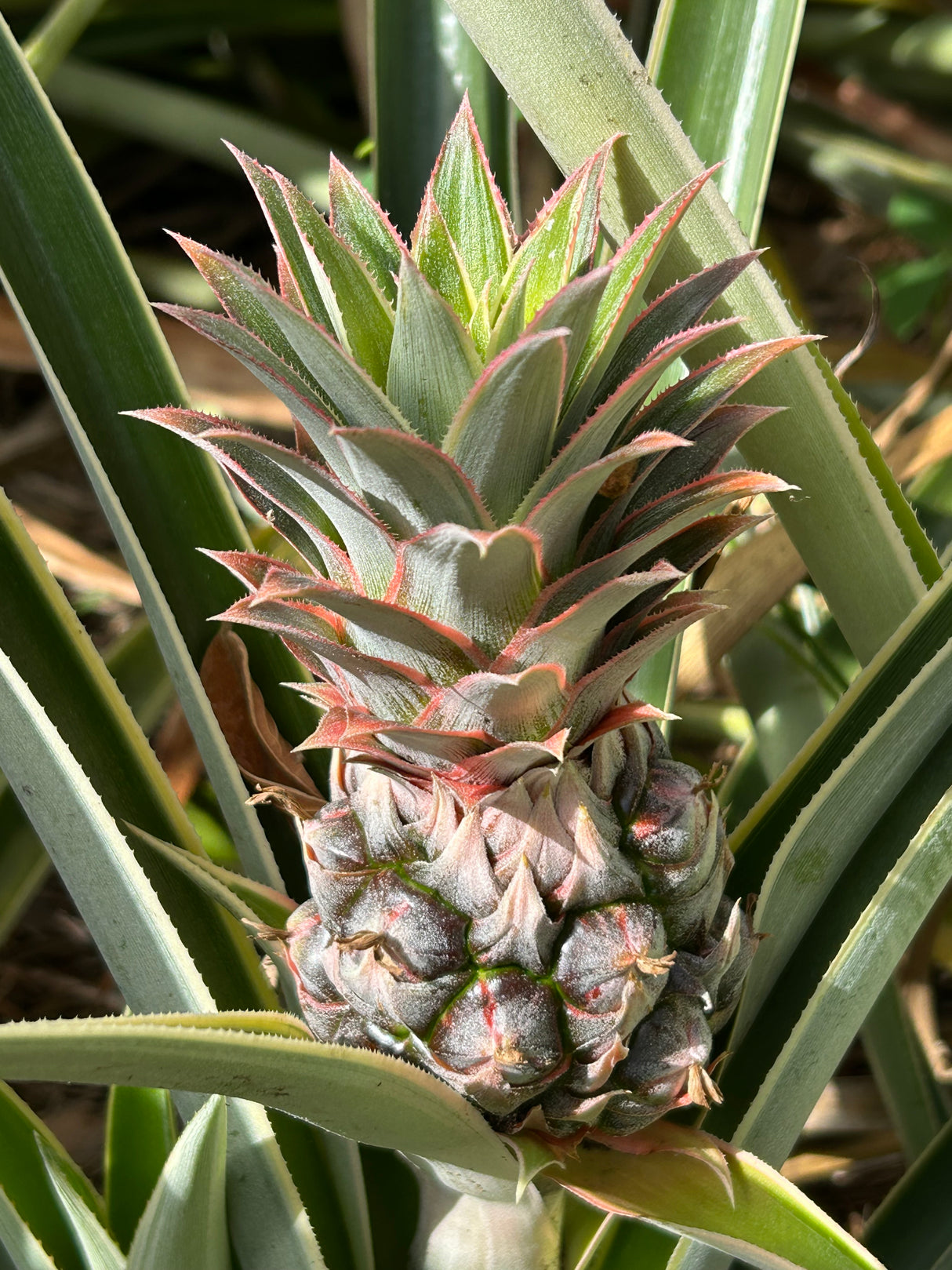 Pineapple Plant ‘Juicy'