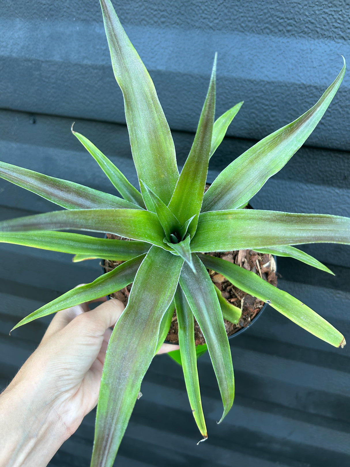 Pineapple ‘White Jade’