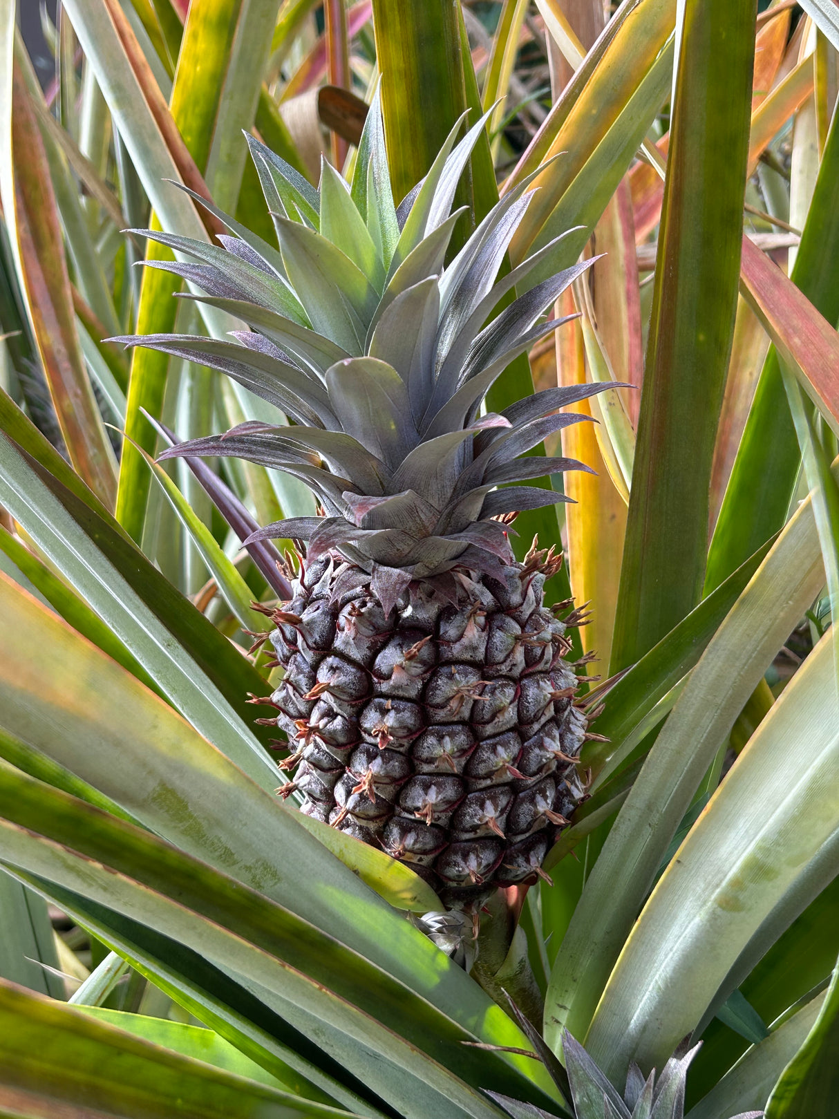 Pineapple Plant ‘Sugarloaf'