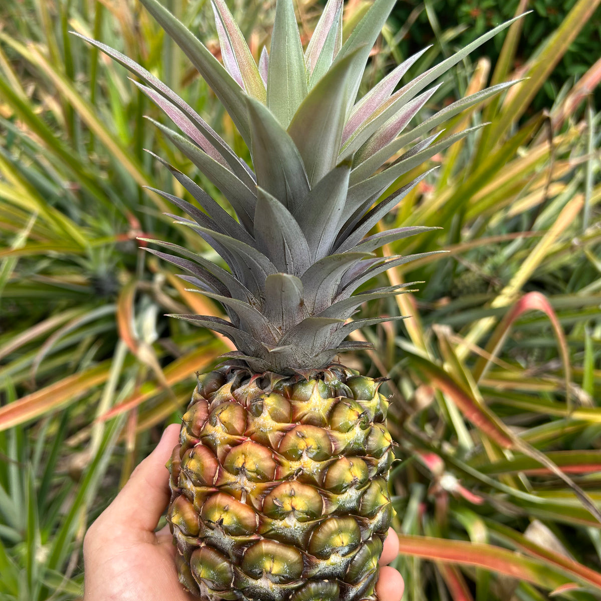 Pineapple Plant ‘Sugarloaf'