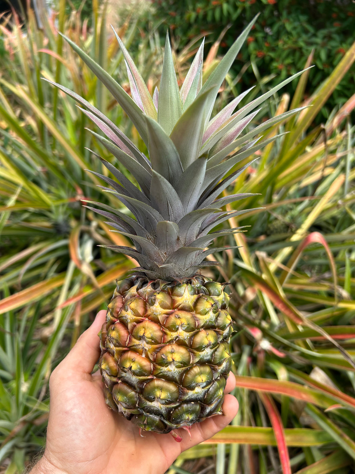 Pineapple Plant ‘Sugarloaf'