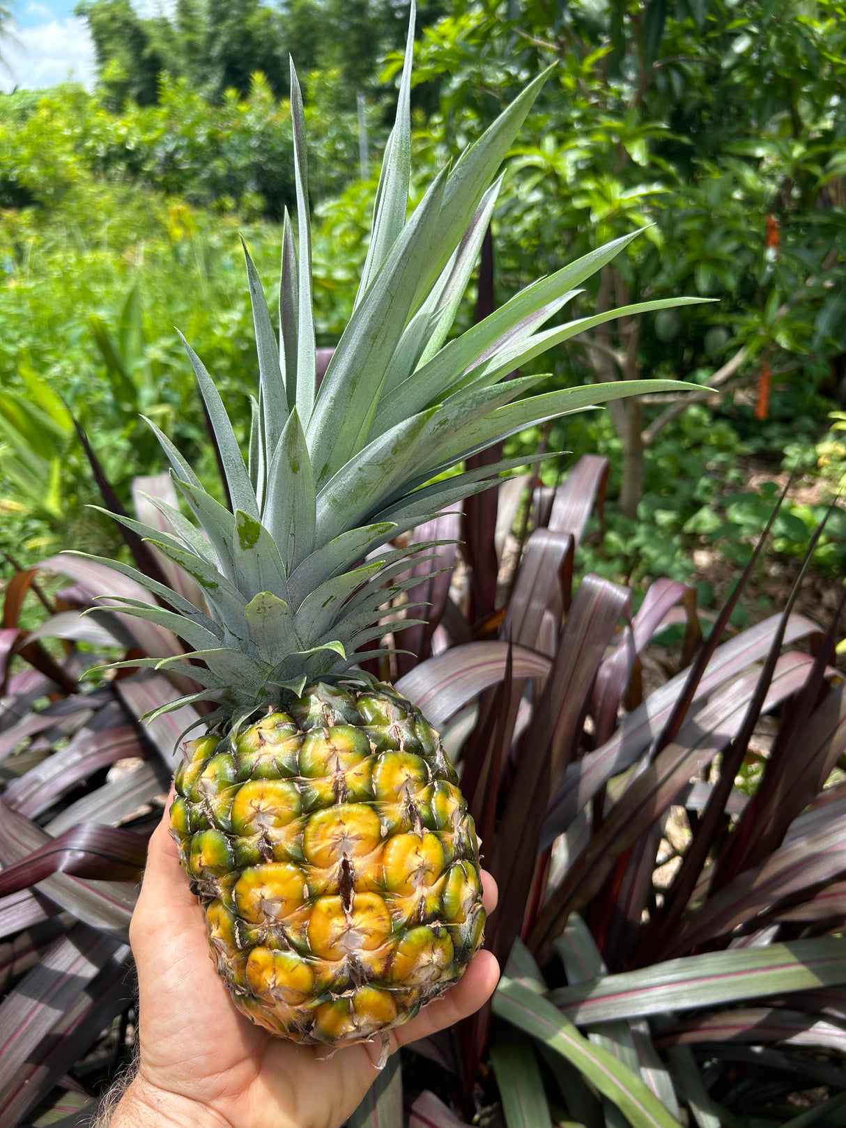 Pineapple Plant ‘Sugarloaf'