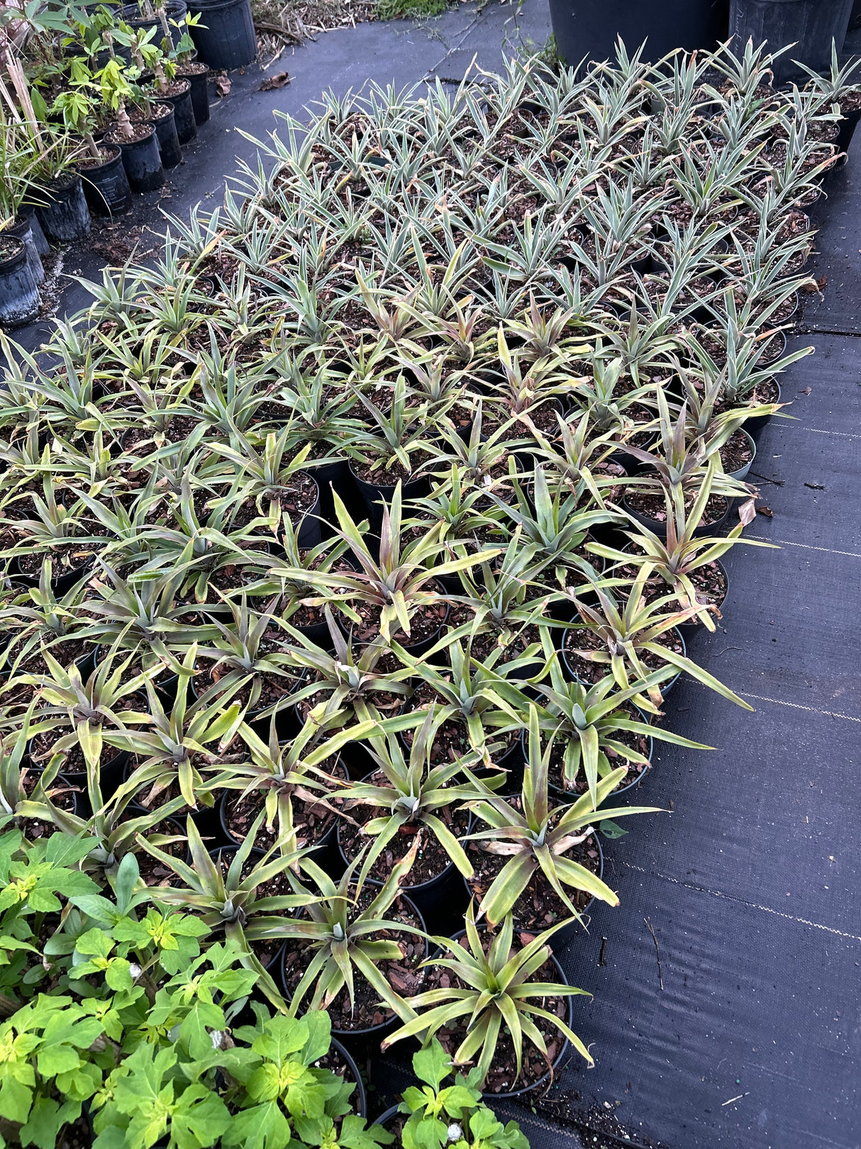 Pineapple Plant ‘Sugarloaf'