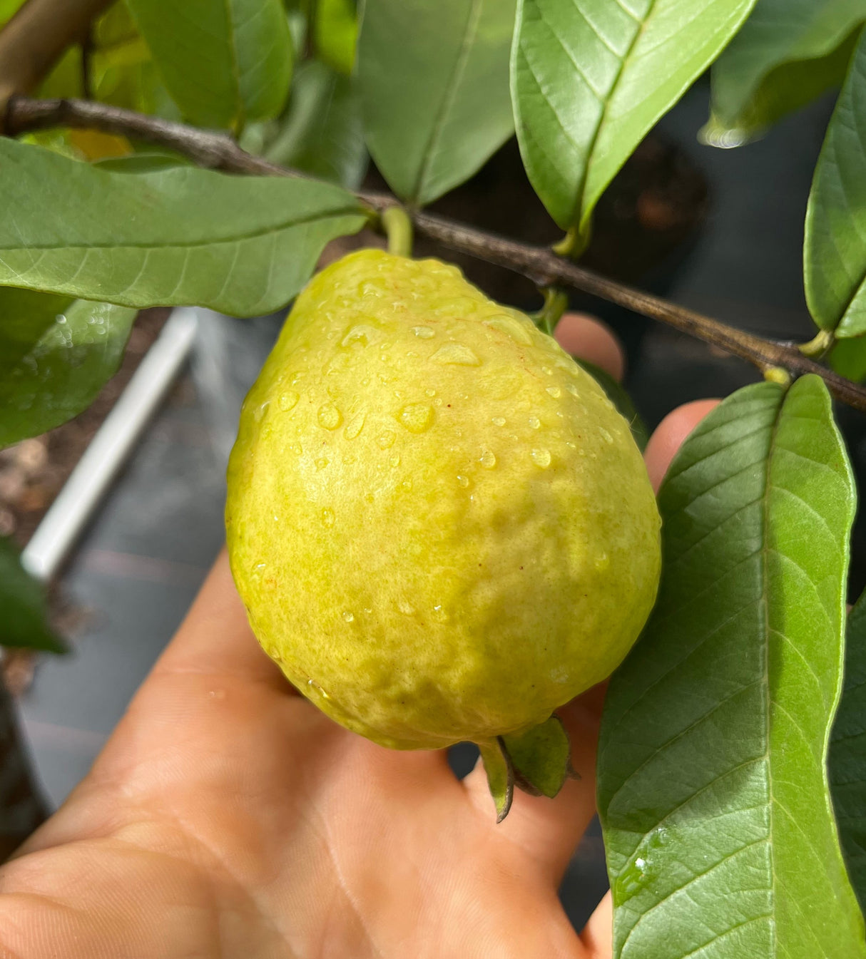 Guava Tree 'Ruby Supreme'