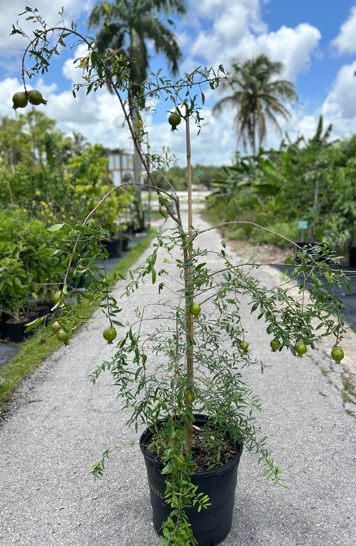 Pomegranate Tree 'Parfianka'