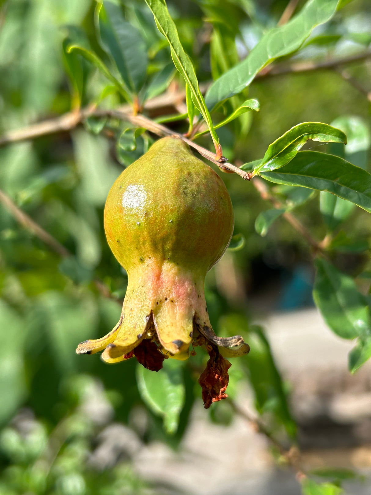 Pomegranate Tree 'Parfianka'