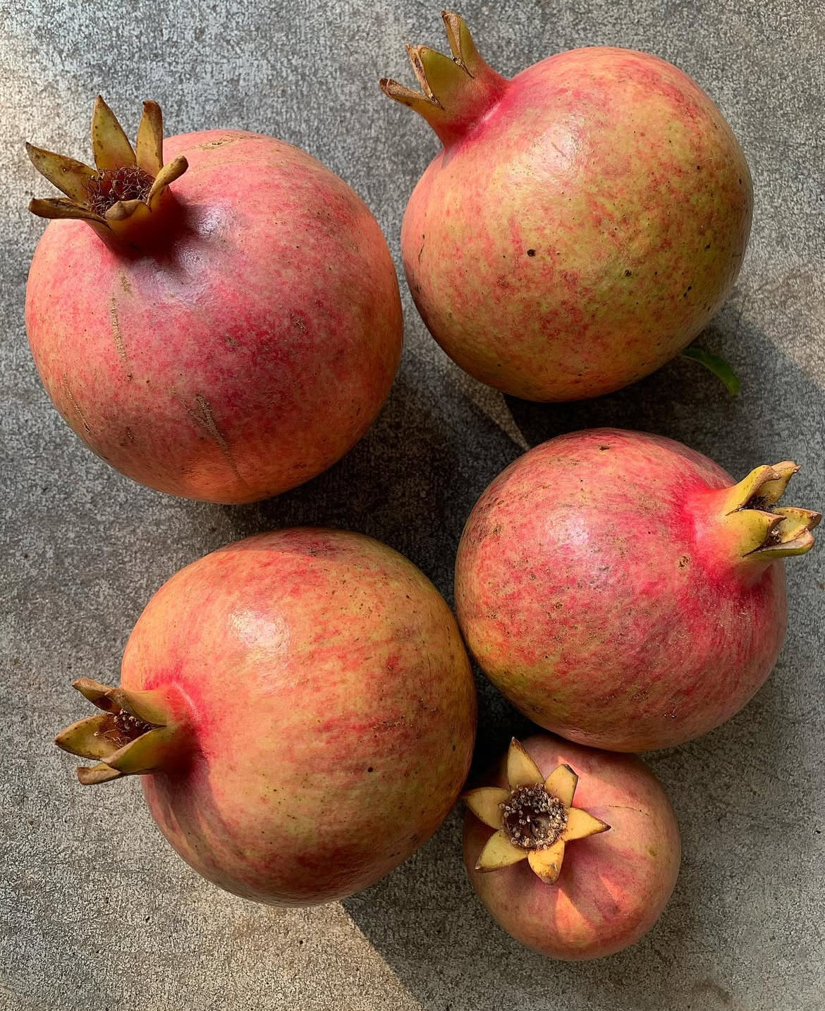 Pomegranate Tree 'Salavatski'