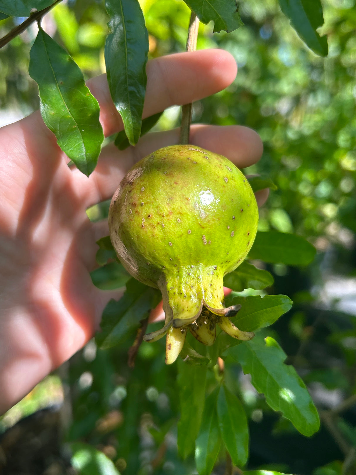 Pomegranate Tree 'Vietnamese Red'