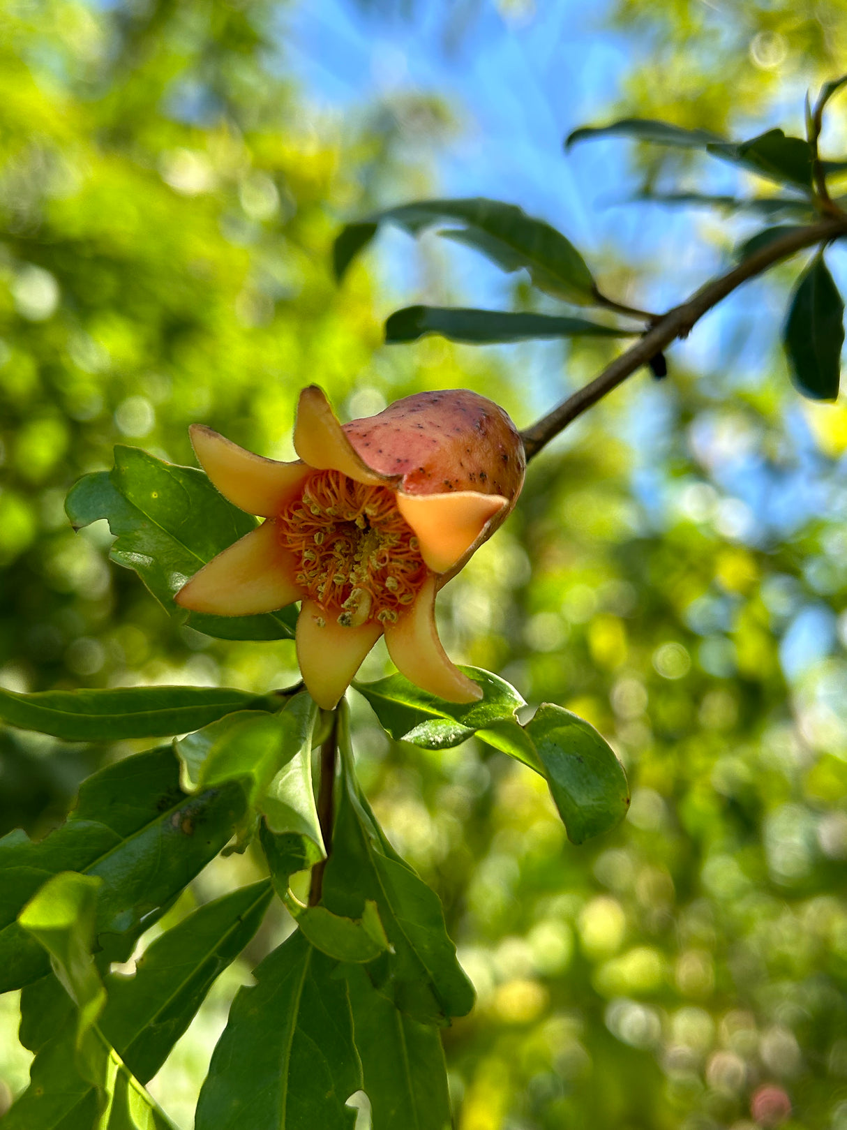 Pomegranate Tree 'Vietnamese Red'