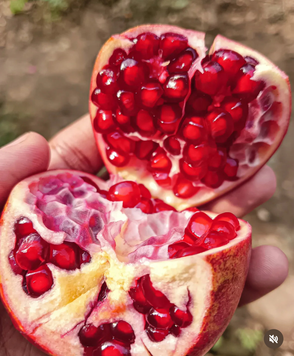 Pomegranate Tree 'Vietnamese Red'