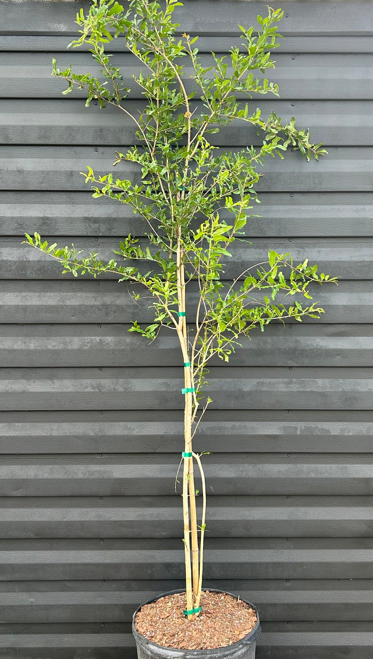 Pomegranate Tree 'Parfianka'