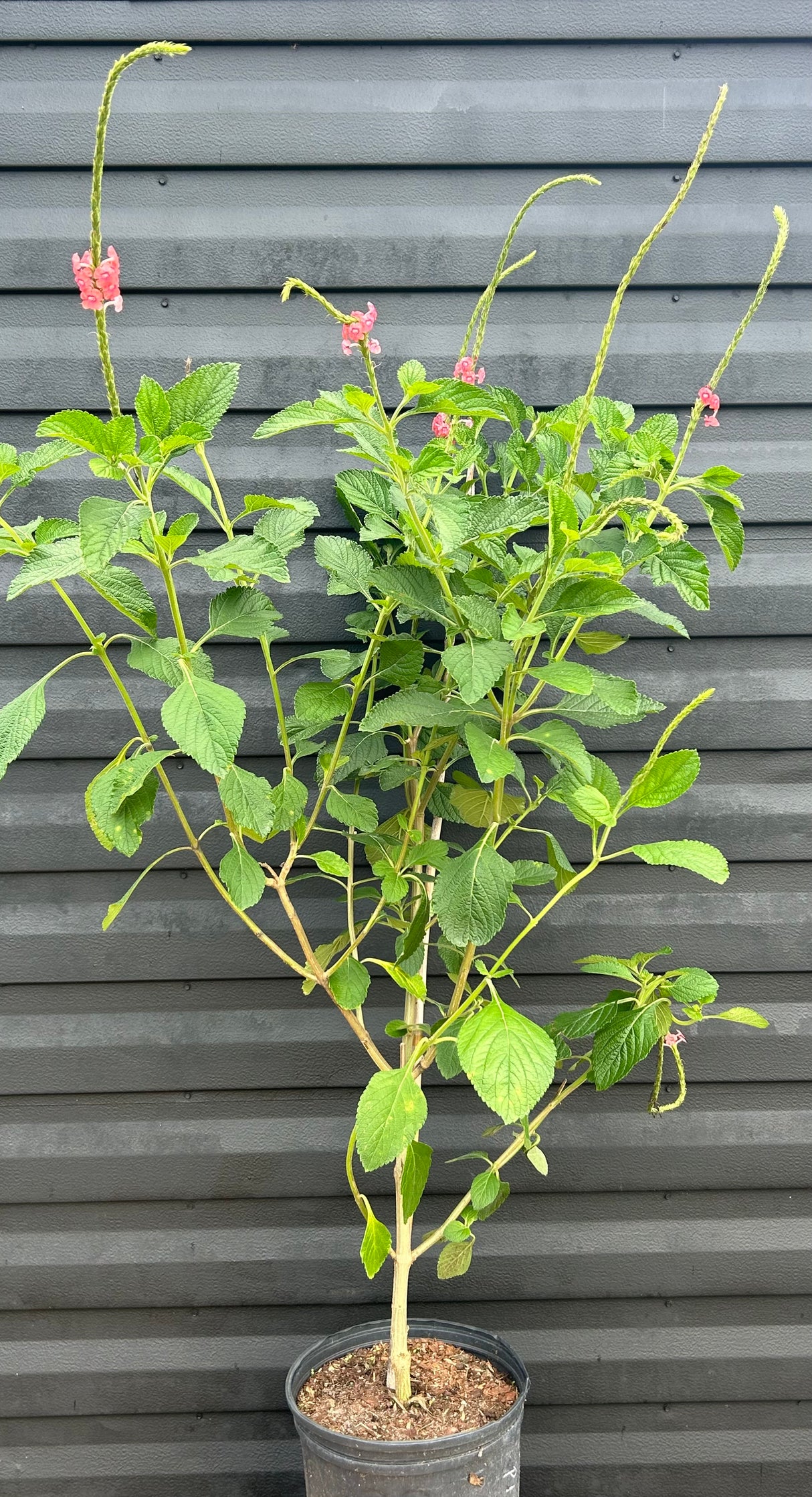Pink Porterweed Plant