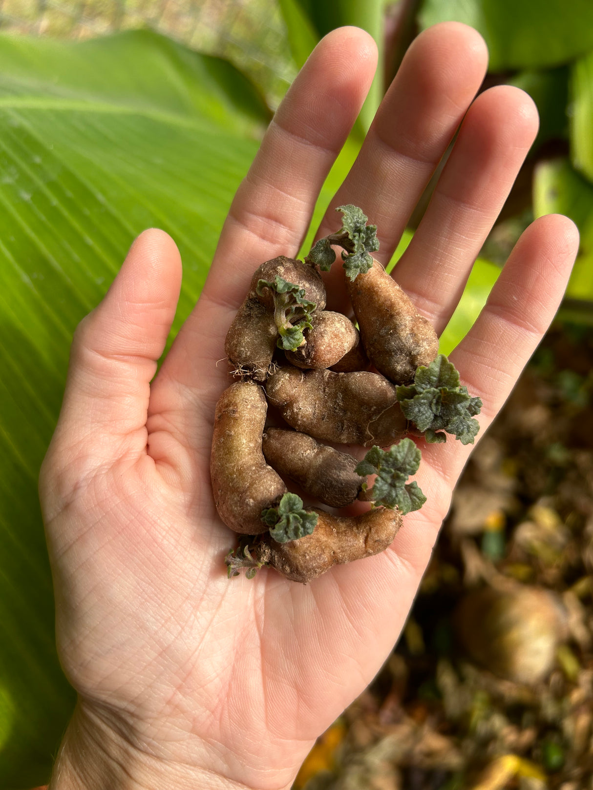 African Potato Mint