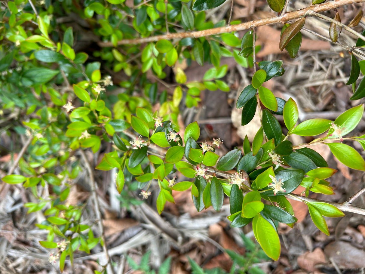 Privet Stopper Shrub
