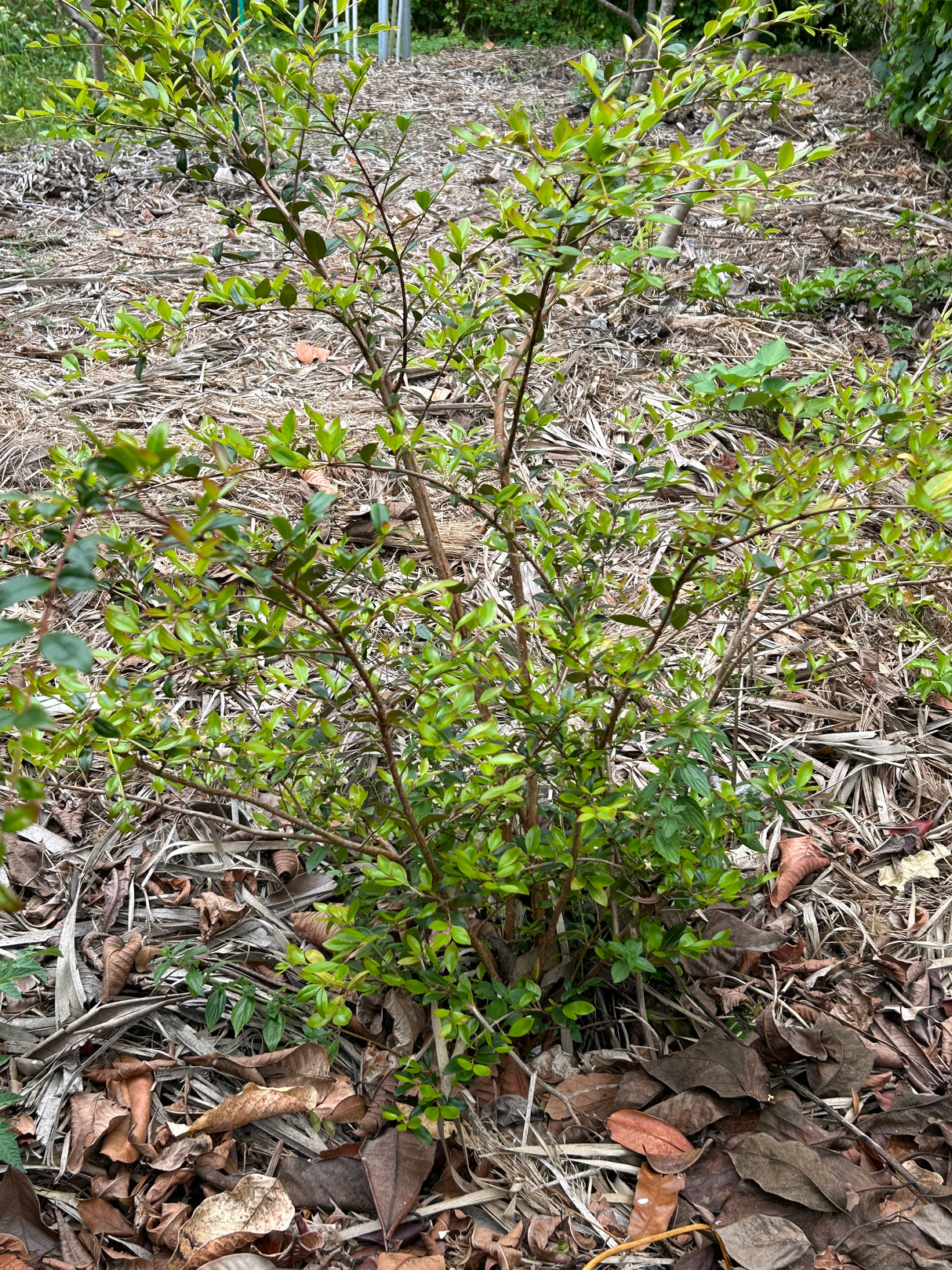 Privet Stopper Shrub
