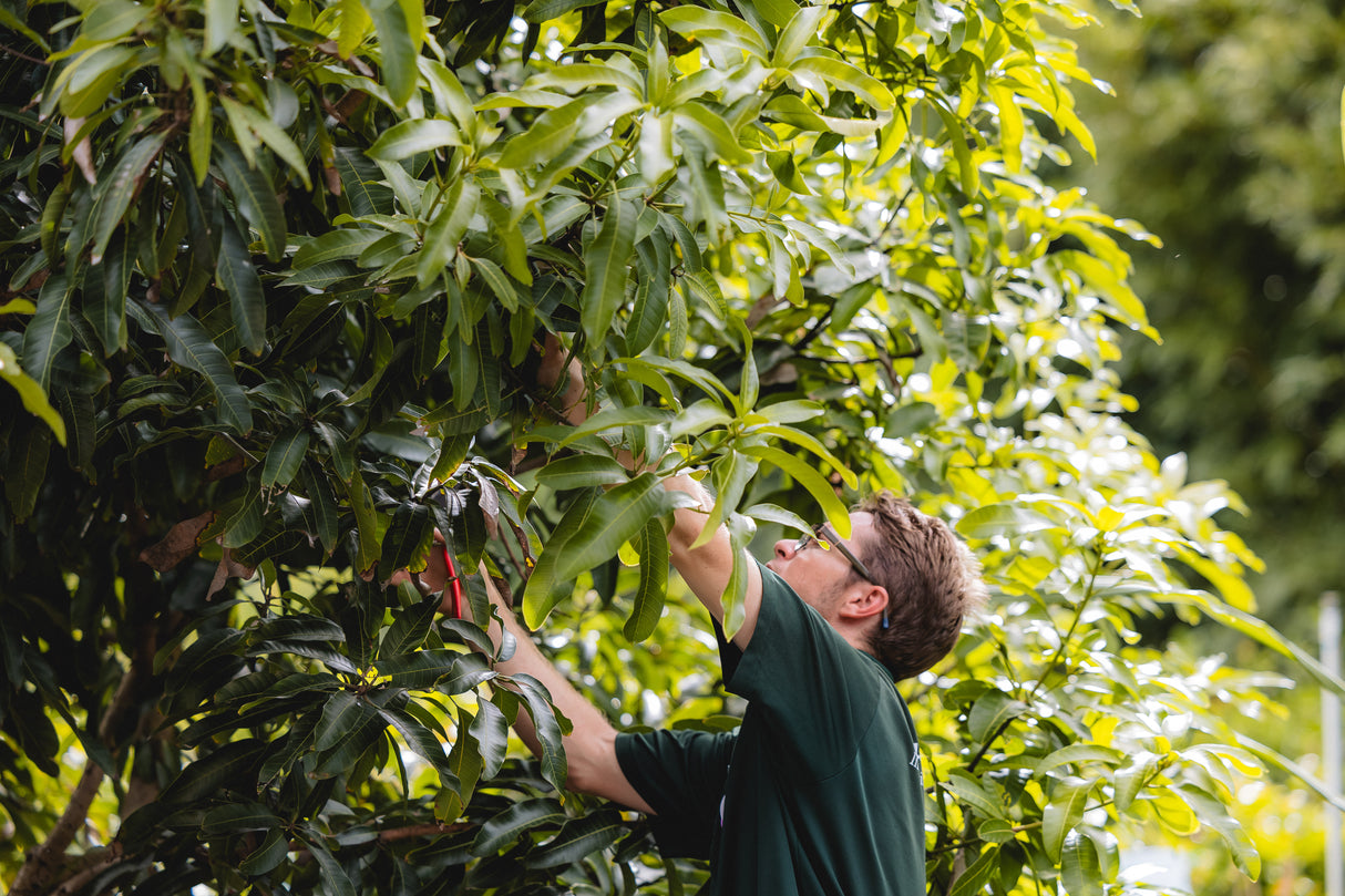 Mango Tree Pruning Workshop - August 5th @ 10am