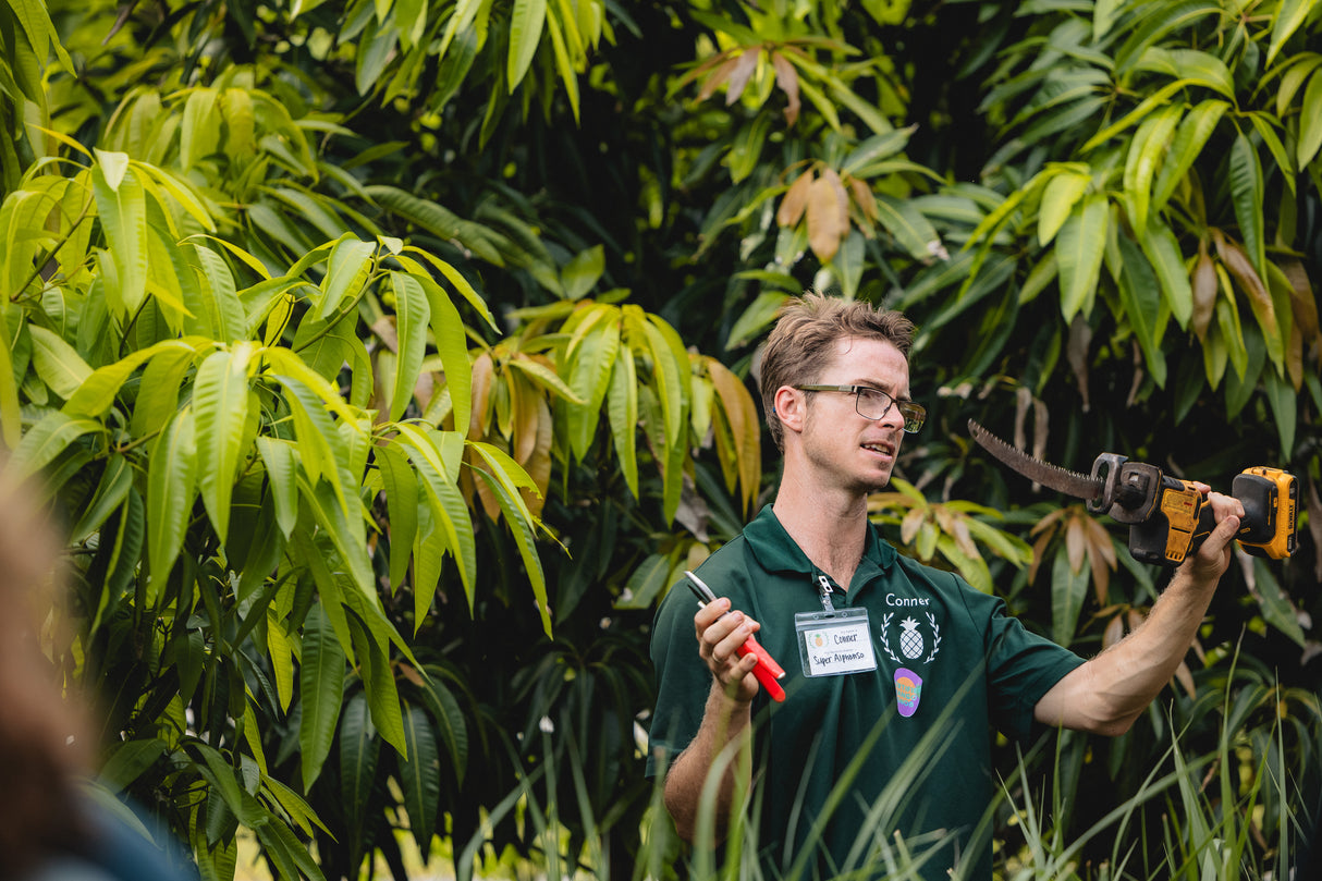 Mango Tree Pruning Workshop - August 5th @ 10am
