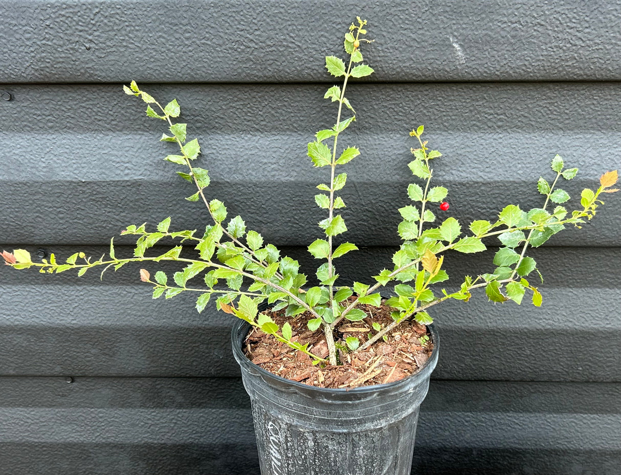 Quail Berry Plant