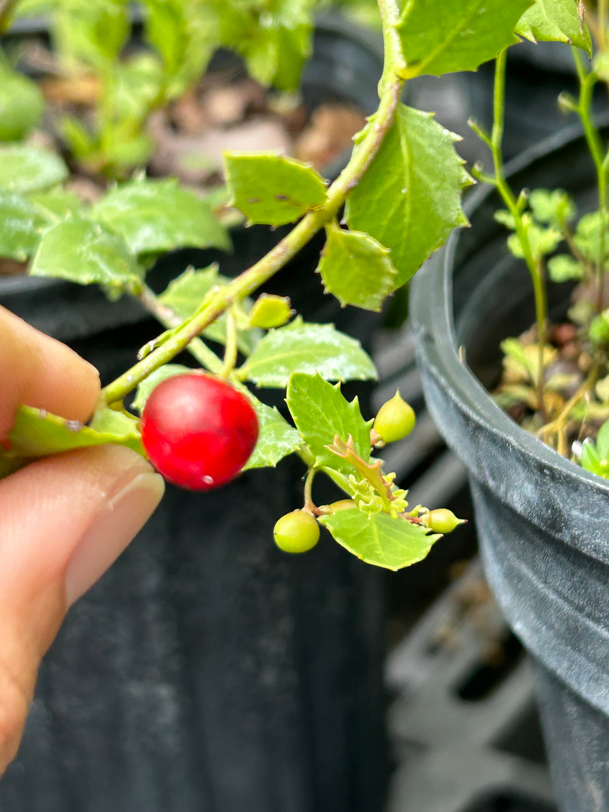 Quail Berry Plant