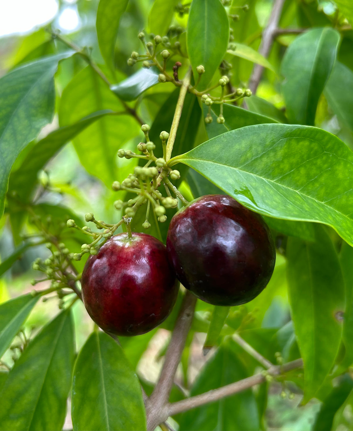 Rainforest Plum