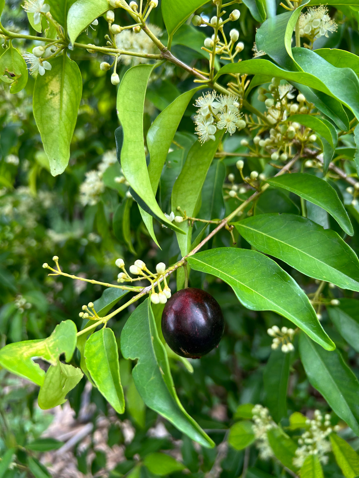 Rainforest Plum