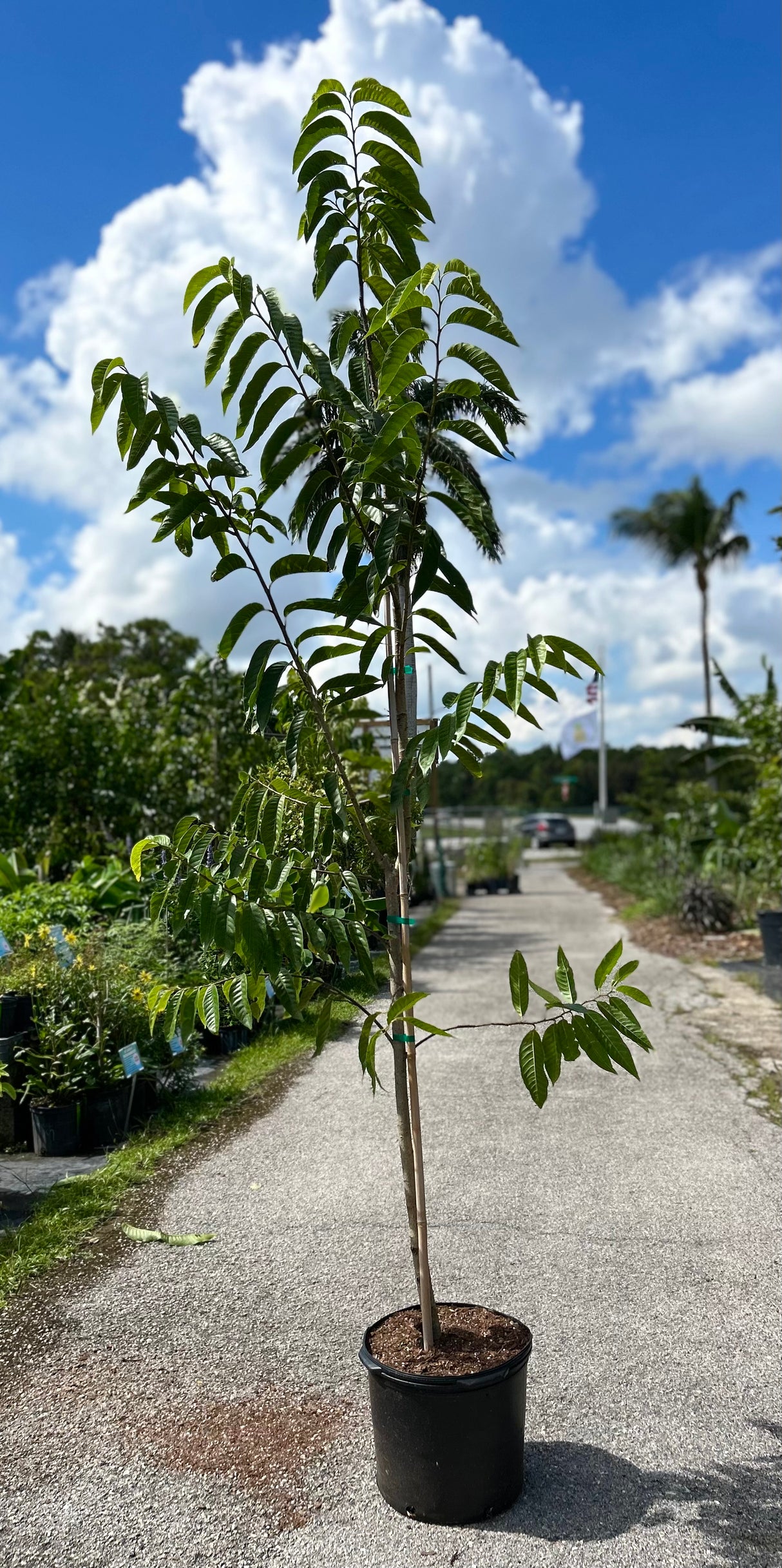 Custard Apple Tree - San Pablo seedling