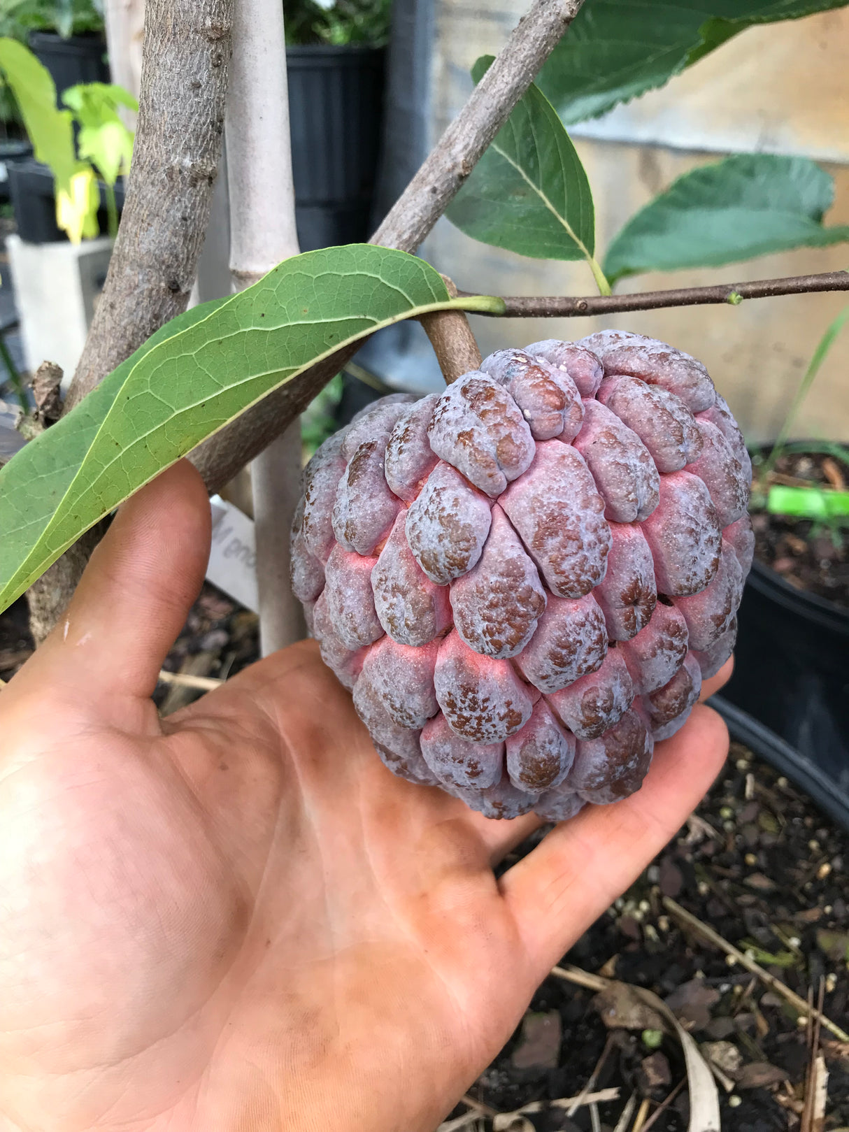 Sugar Apple Tree ‘Kampong Mauve’