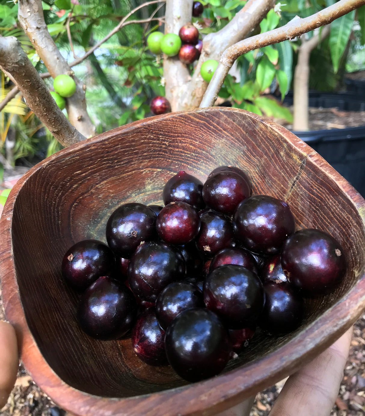 Jaboticaba Tree 'Red Hybrid'