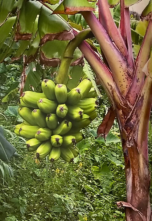 Banana 'Red Popo'ulu'