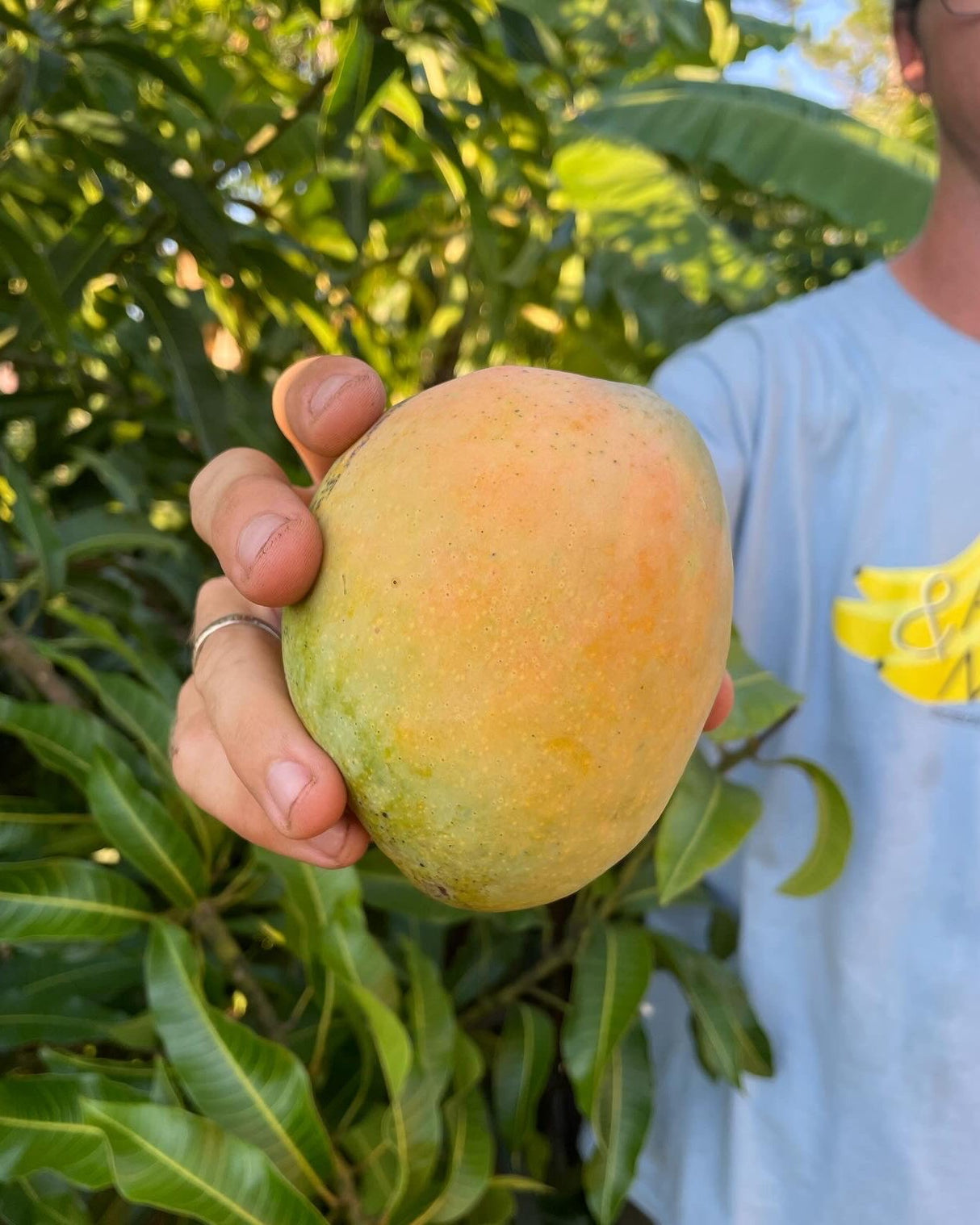 Mango Tree ‘Edward’